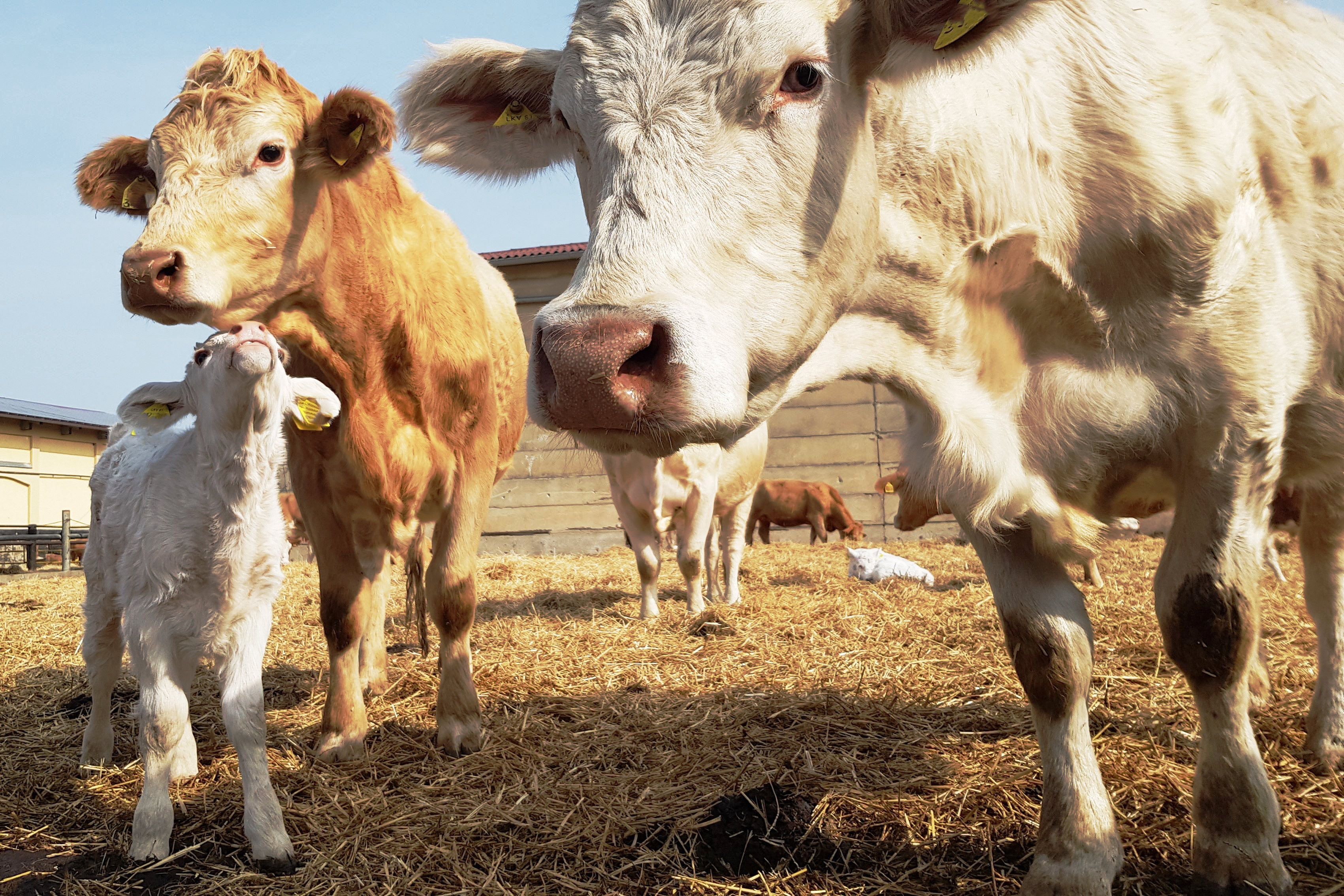 Mehrere Kühe und ihre Kälber stehen auf einem sonnigen Strohplatz und blicken neugierig in die Kamera.